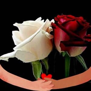 Meet your Posher, Dolly